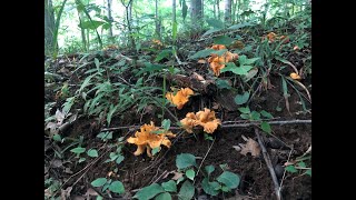 Forage &amp; Cook Chanterelles