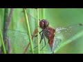 tweede Parel in 't Groen natuurfilm in de maak