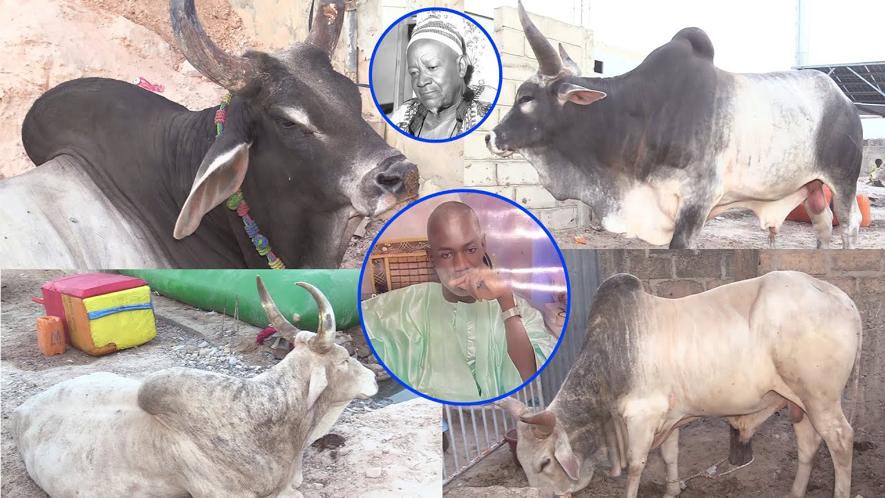 🤔🤔THIEY SERIGNE MAME MOR GUEYE LIKO S  FALLOU WAANE SI KAZU RAJAB BI THIEY SERIGNE SALIOU MBACKÉ