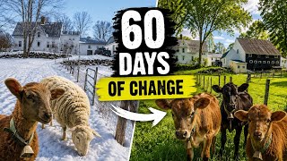 From Snowbanks to Green Pastures | Spring on Our Maine Farm