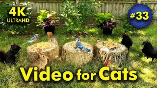 4K TV For Cats | Dogwood Days of Summer | Bird and Squirrel Watching | Video 33 by Blue Wind Creations 32,086 views 9 months ago 5 hours, 20 minutes