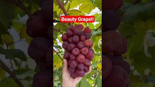 Beauty grape ‼️#garden #grape #grapevine #farming #grapetree