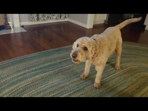 Farfel the Goldendoodle barking