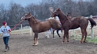 Boarding Stable EMERGENCY... Can I Help Them?