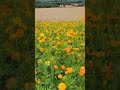 고창청보리밭(학원농장)