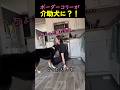 ❤️500万❤️ボーダーコリーが介助犬になったら起こること