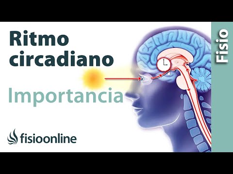 Video: ¿Qué parece ser el responsable de regular el ritmo circadiano?