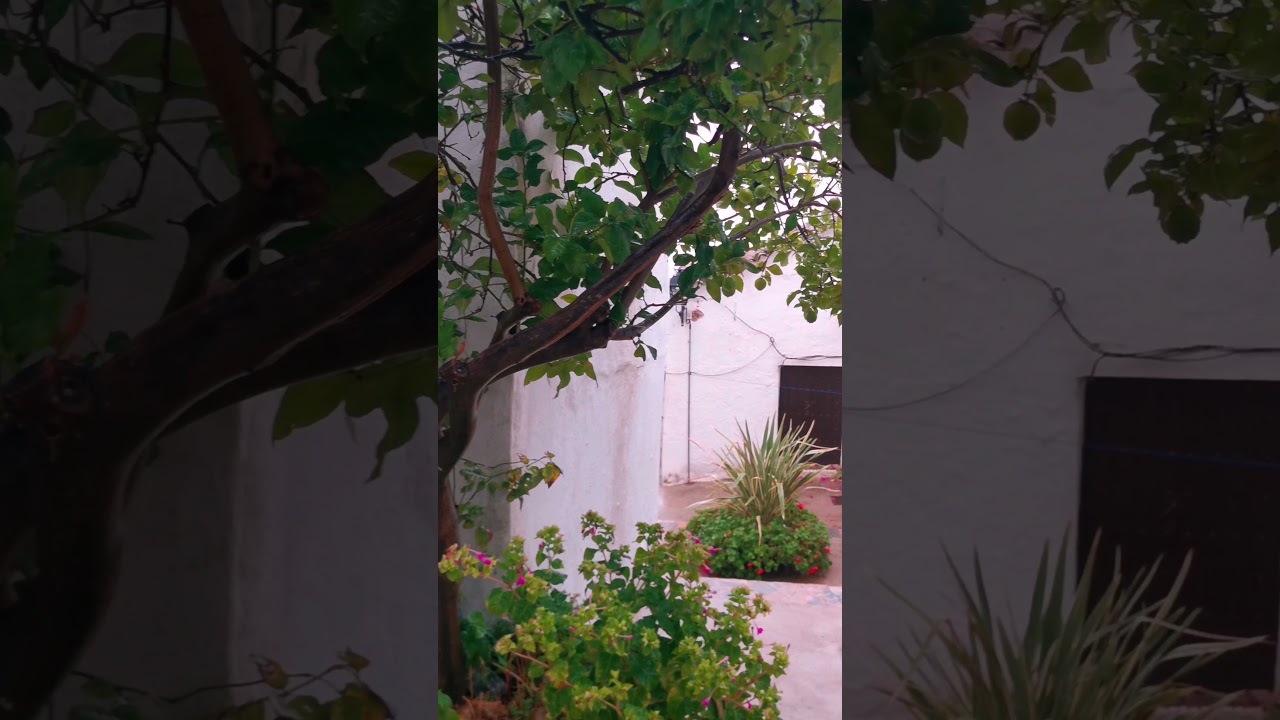 BENADALID / Serranía de Ronda. Valle del Genal. Málaga