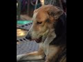 Meet the Earthlings- Episode 3