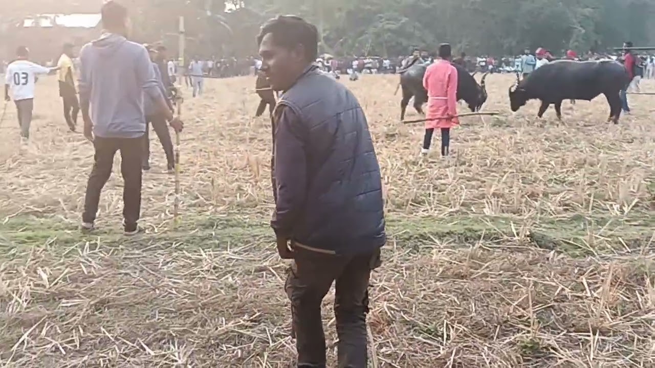 Indian Buffalo fight..