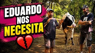 Preocupación en el santuario: El Toro Eduardo tiene problemas para levantarse