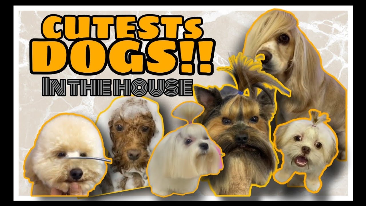 Cutest Puppies in the WORLD!!  