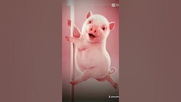 peguei do meu tiktok #porco dançando