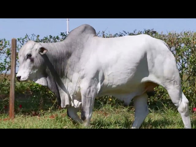 Lote 06   Leilao Mocho Brasil