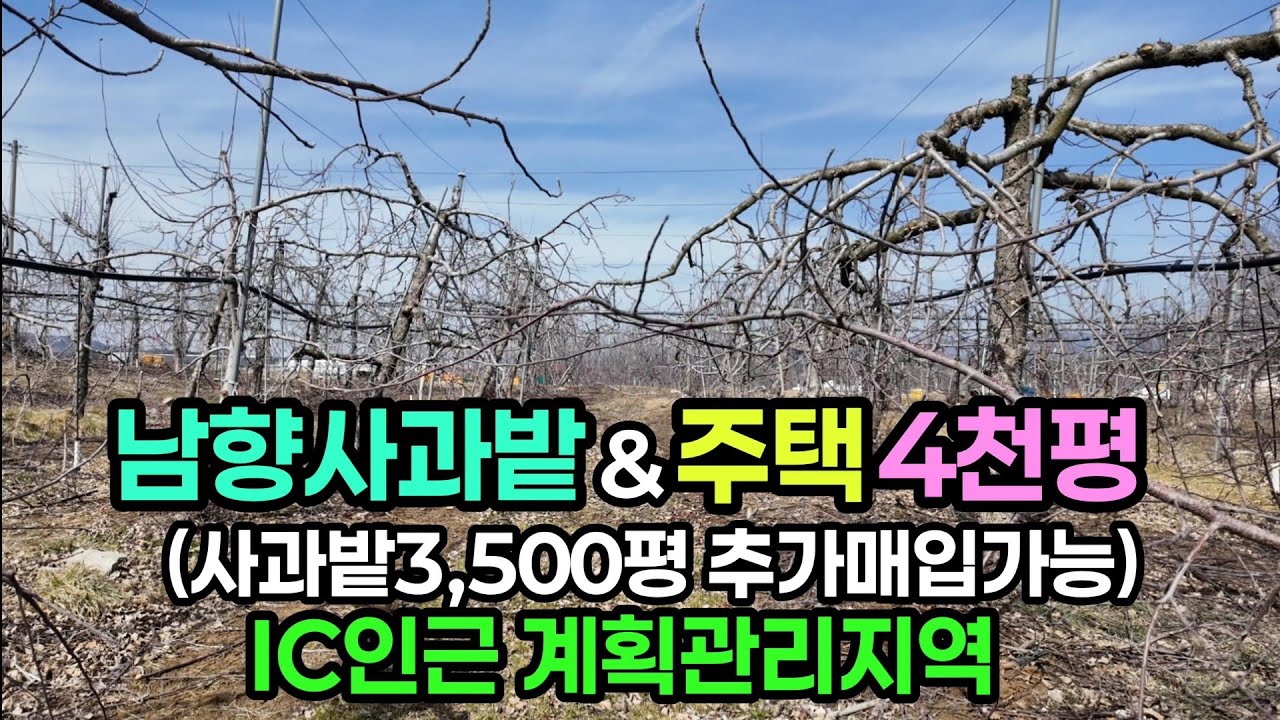 (797번)면적큰 남향사과밭과 주택 최대7,500평 매입가능. 계획관리지역 IC인근 매6억7천만원 #보은부동산 #충북보은토지 