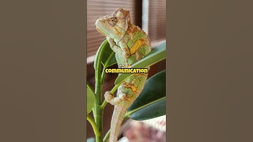 How Chameleons Change Color (It’s Not Just Camouflage!)