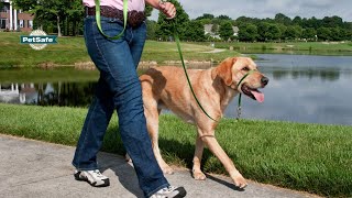 leash that goes over dog's nose