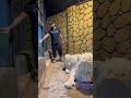 داخل عرين الاسد الغدنفر  