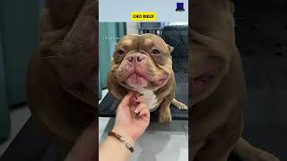 Chó Bully, một chú chó có vẻ ngoài hung dữ nhưng tính khí hiền lành