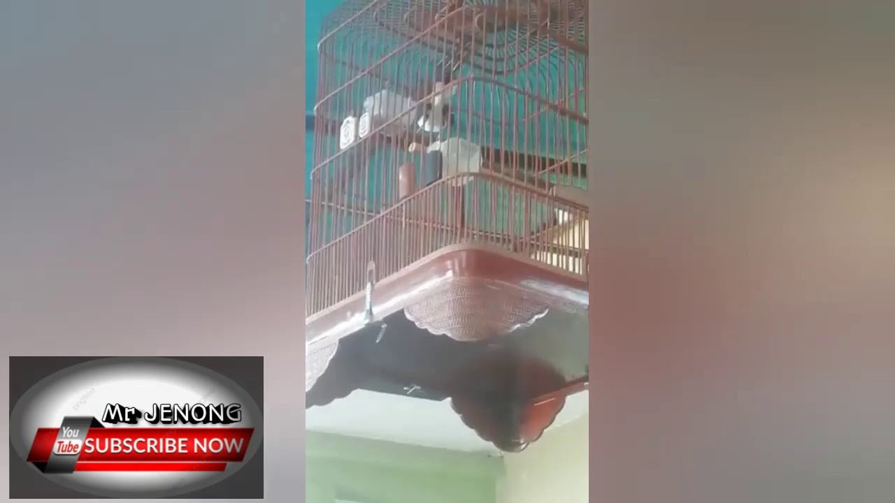Burung kacer gacor suara panjang 
