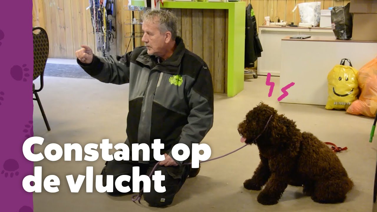 Moos is een angstig hondje… - Ron’s Honden Spreekuur