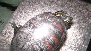 2017-06-26 turtle's sun-spot