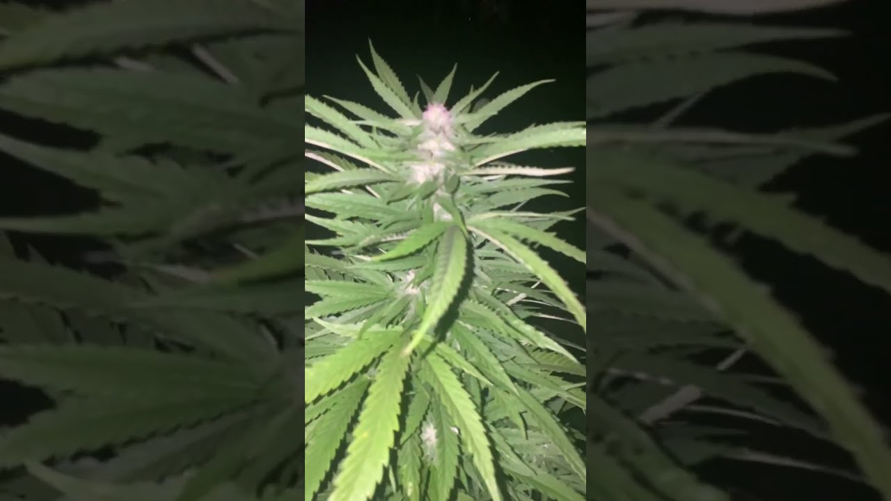 Ethos genetics XXX outdoor week 2 flower purple pistils