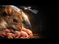 अंतरिक्ष से लौटी चूहिया ने बदला इतिहास | Space में Life संभव? #viral #shortsviral #shortsfeed #short