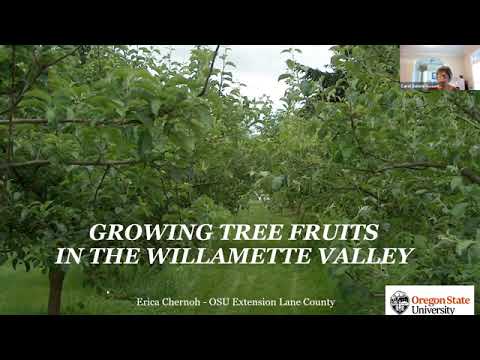 Video: Alberi da frutto del nord-ovest: alberi da frutto in crescita nel nord-ovest del Pacifico