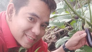 Talungan Ni Bryan/ For Wh And revenue