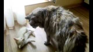 Котенок нападает на взрослую кошку. Котенок нападает на взрослую кошку.