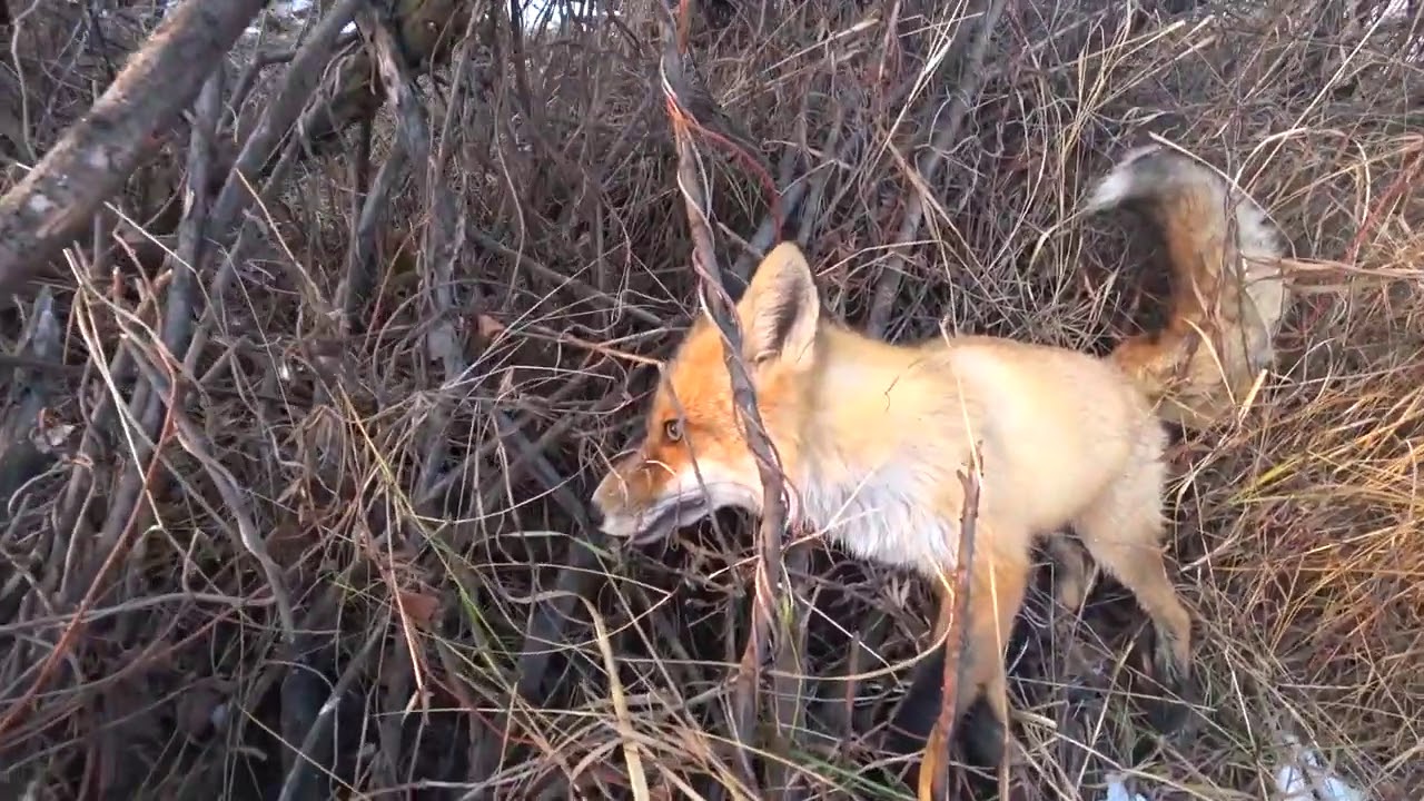 Видео охота лис. Грин апельсин охота на лисицу.