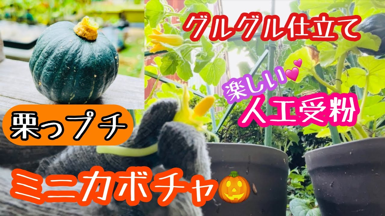 Mini Pumpkin] Spiral Training & Fun Hand Pollination ♡073 - YouTube