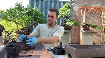 Bonsai Forest - Tutorial For Beginners