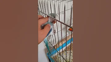 خطر قفس کاسکویی ۱۰۳۳ برای طوطی ها The Quaker Parrot Stuck 