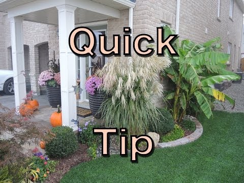 Video: Decorative Plume Grass - Inligting oor Plume Grass Care