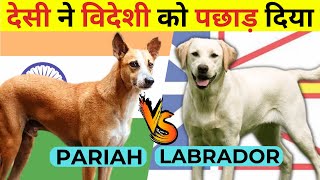 Indian Dog Breeds Vs Foreign Dog Breeds | Indian Pariah VS Labrador Retriever | Comparison 2023 by Wildlife Claws 959 views 1 year ago 4 minutes, 16 seconds