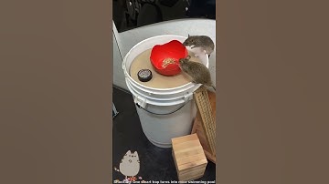 Shocking! One smart trap turns into mice swimming pool? #catandmouse #funny #trending