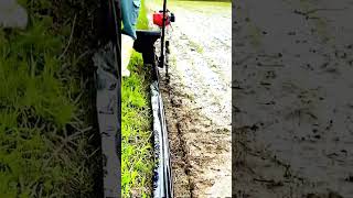 Mulching On The Edge To Prevent Rice Fields From Leaking #satisfying #short