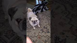 Pushin' 60 😁 #shorts #pugs #watson