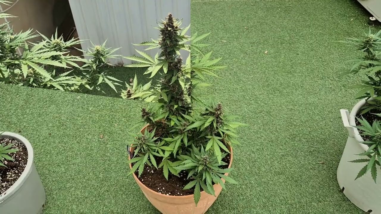 Почти Харв Dark Lemonade Auto Delicious Seeds за 55 дней от Мария Любит Хуана 