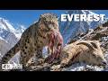 EXTREME EVEREST | Survival on the Highest Peak on Earth | Nature Animal Documentary