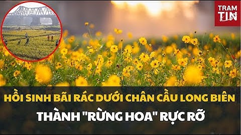 Hồi sinh bãi bồi dưới chân cầu Long Biên thành "rừng hoa" rực rỡ