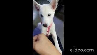 Donghae Paws_Ducky screenshot 4