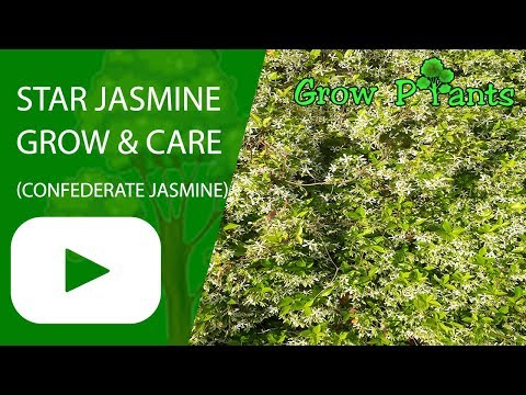 Star jasmine flower  fragrant hedge plant - grow & care (Confederate jasmine)