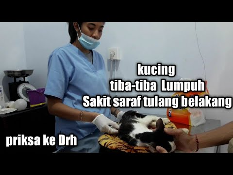 Video: Lumpuh Kerana Lesi Tulang Belakang Pada Kucing