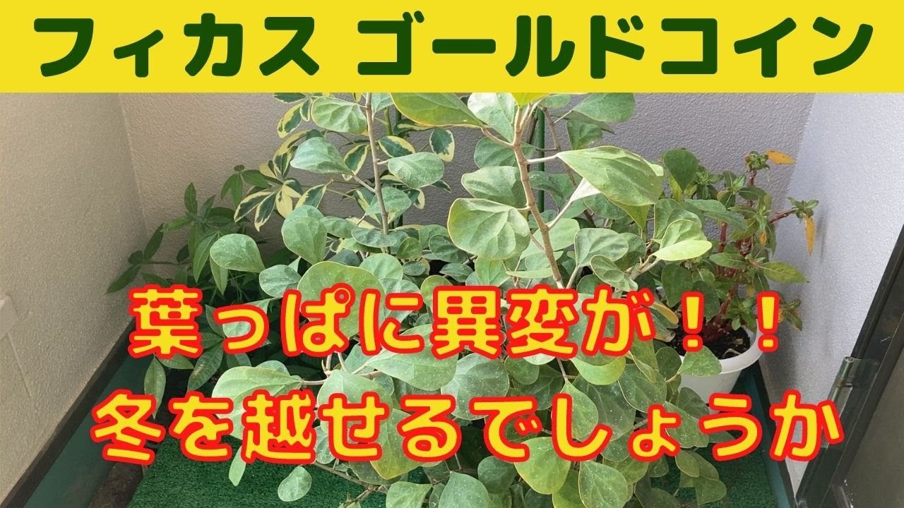 #shorts　フィカス・ゴールドコインに異変が！！/希少なフィカス・ゴールドコインは冬を越せるでしょうか？/