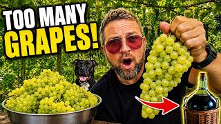 I Grew SO Many Grapes... I Might Have To Make Wine! | TDM184 screenshot 4