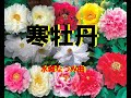 寒牡丹           水城なつみ曲    本人歌唱です
