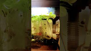 The two baby Guppies Are all Grown Up. Did I guess right and added soul mates for life!